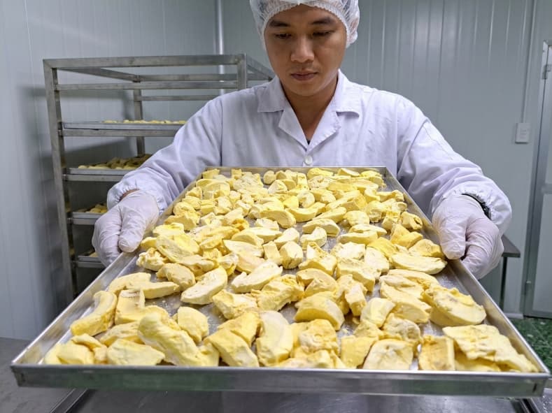 qa worker inspecting size grading of freeze dried durian pieces on stainless steel tray in vietnam facility