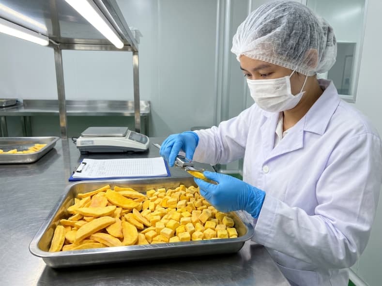 qc officer measuring freeze dried mango slices and cubes to verify structural integrity before