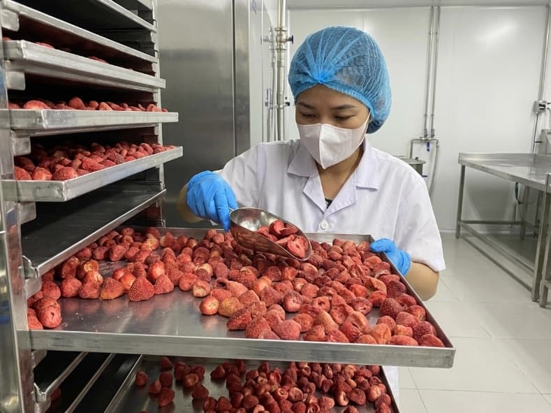quality control inspector reviewing freeze dried strawberry slices on stainless steel processing trays in vietnam facility