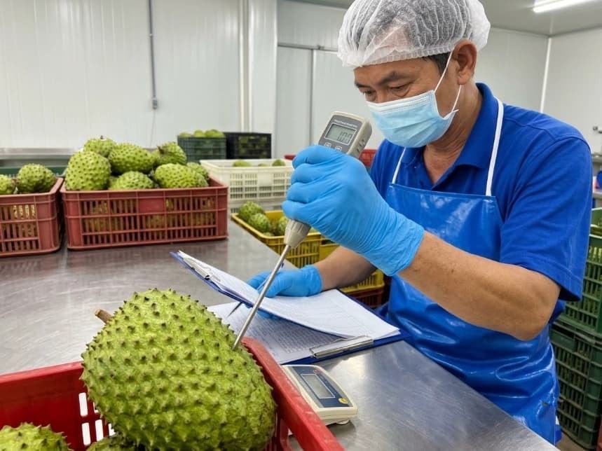 raw material qa worker testing green soursop skin firmness with a digital penetrometer in fruit intake facility