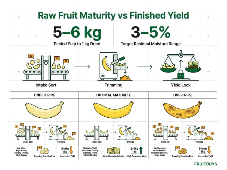 technical grid infographic illustrating banana fresh to dry conversion ratio and raw maturity controls