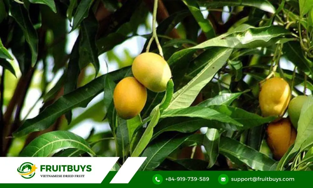 FruitBuys Vietnam 2. Capturing Sunshine In Every Scoop The Power Of Spray Dried Mango Powder