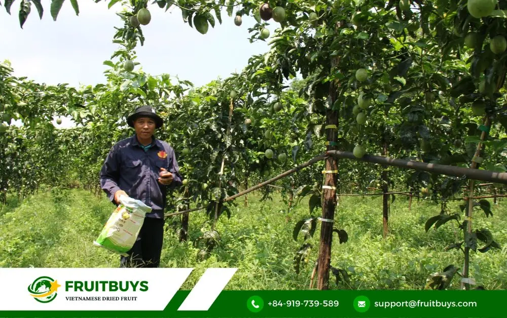 FruitBuys Vietnam 2. Nature's Candy, Crafted With Care_ The Secret Behind FruitBuys' Cubes