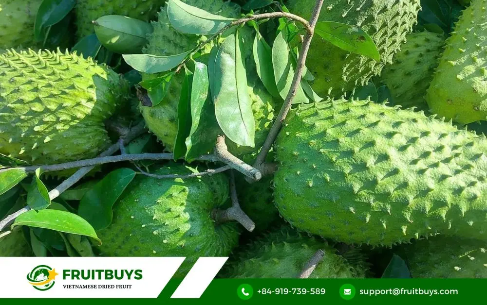 FruitBuys Vietnam 2. The Science Of Sweetness_ Unraveling The Magic Of Spray Dried Soursop Powder