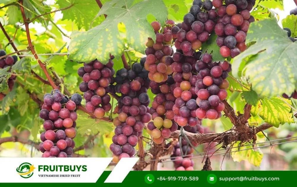 FruitBuys Vietnam 3. More Than Just Powder_ FruitBuys Vietnam Your Partner In Ruby Perfection