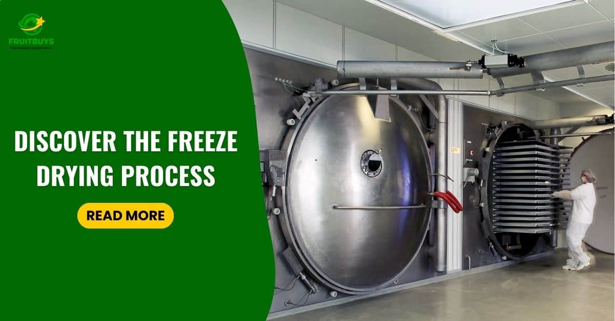 Discover The Freeze Drying Process