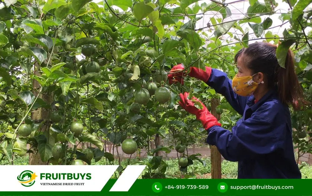 FruitBuys Vietnam FruitBuys_ Your Gateway To Passion Fruit Perfection (Bulk & Beyond!) (2)