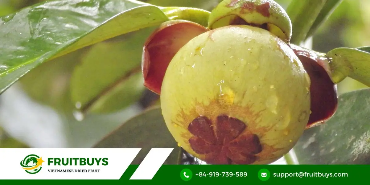 FruitBuys Vietnam Revealing The Health Benefits Of Freeze Dried Dragon Fruit Powder (4)