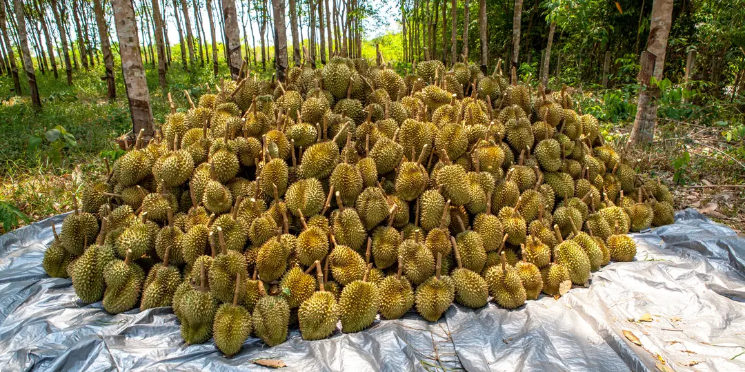 FruitBuys Vietnam Selecting The Perfect Durian Powder 231223